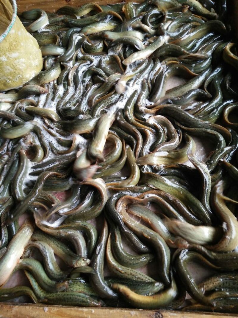 泥鳅苗支持送货上门，货到付款