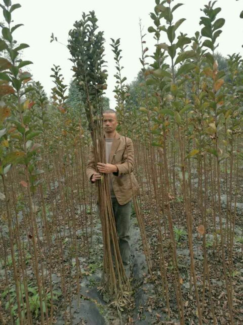 三红紫薇2cm以下1.5~2米1米以下
