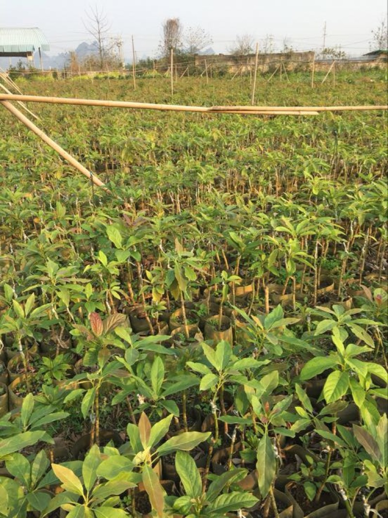 牛油果苗哈斯