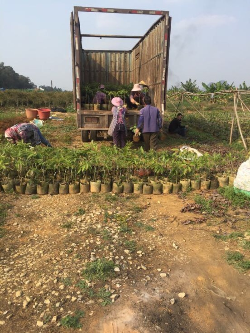 牛油果苗哈斯
