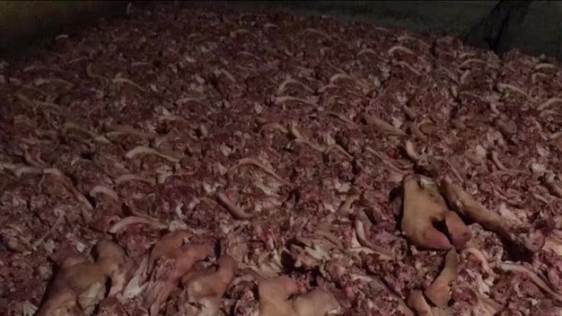 猪头肉