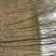 合欢2~4cm