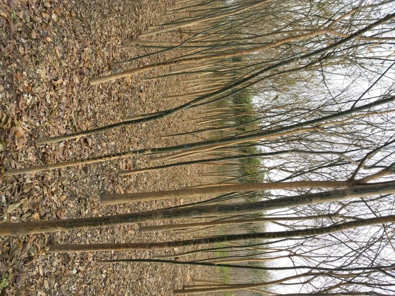 合欢2~4cm
