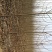 合欢2~4cm