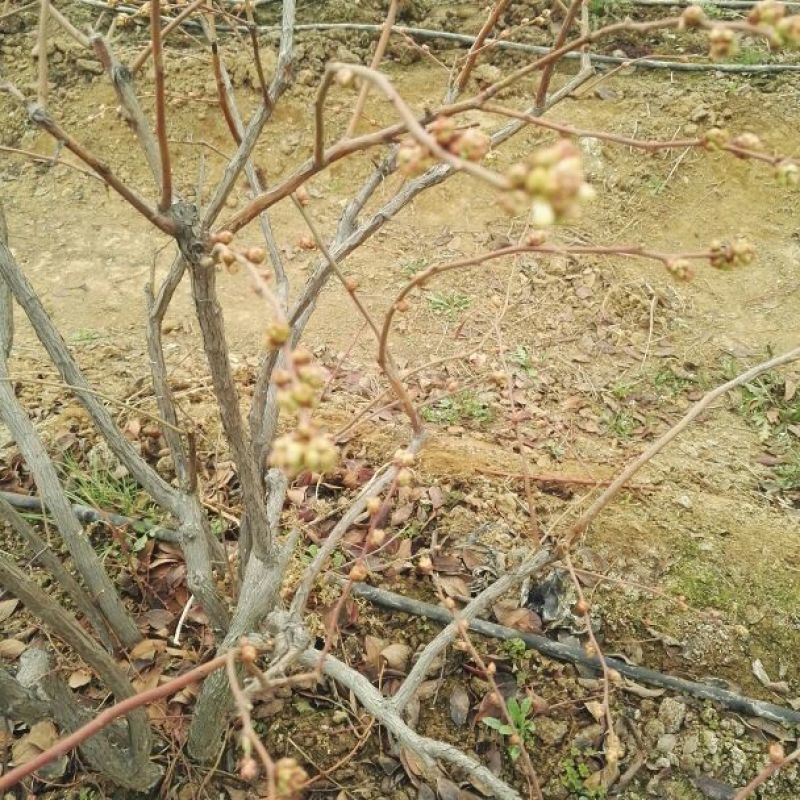 地栽大蓝莓苗2年以上80~100cm