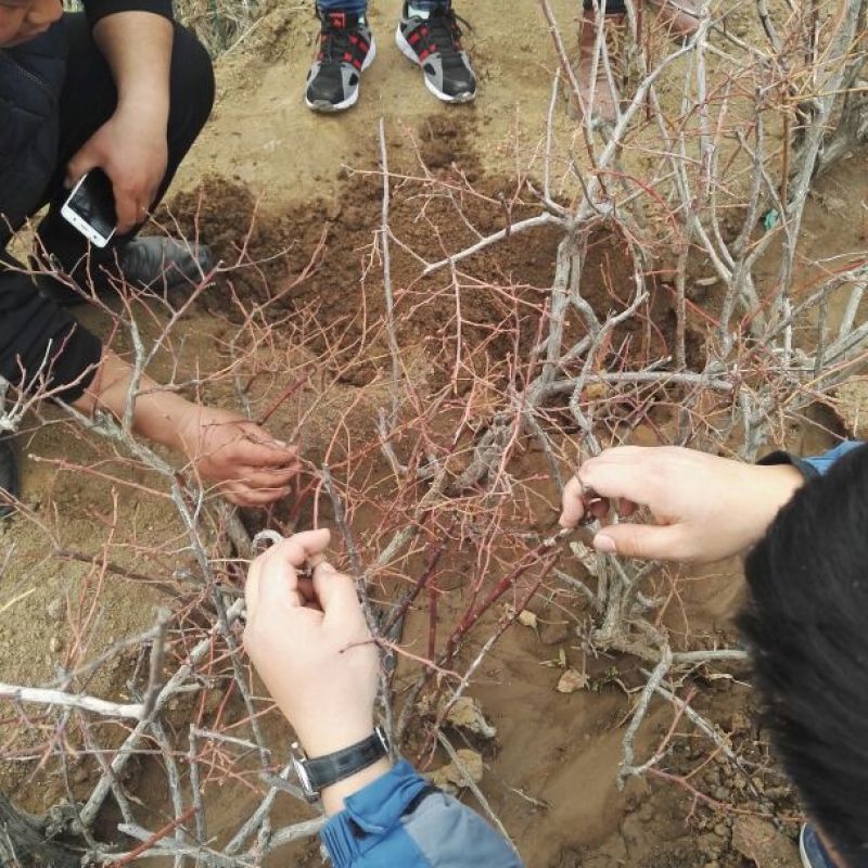 地栽大蓝莓苗2年以上80~100cm