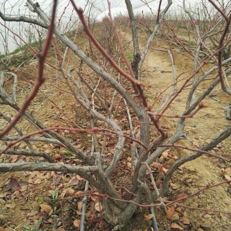 地栽大蓝莓苗2年以上80~100cm