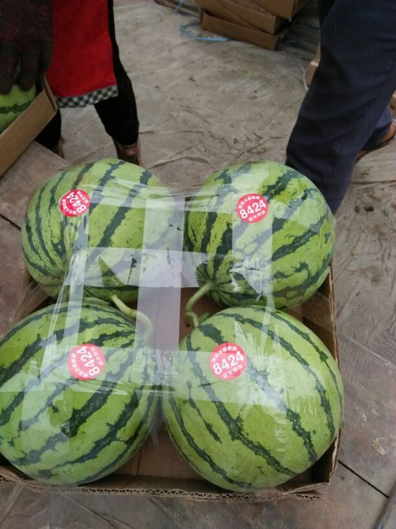 精品8424西瓜又大又红口感好价格优惠可视频看货