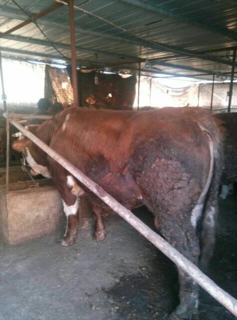 肉牛1000斤以上