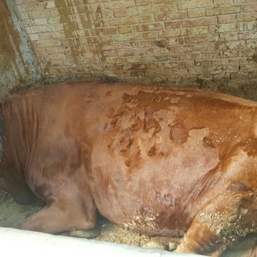 肉牛1000斤以上