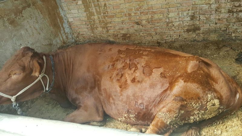 肉牛1000斤以上