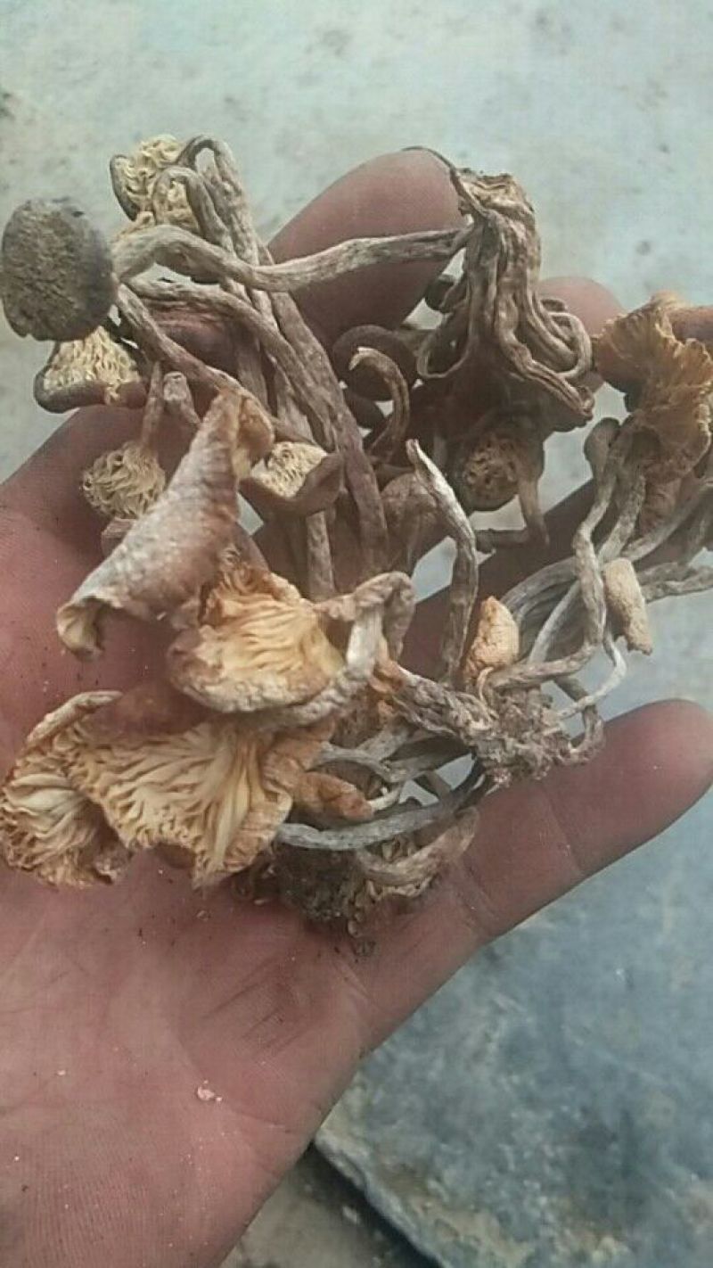 襄阳山上拣的茶树菇10cm野生的一包70斤包邮