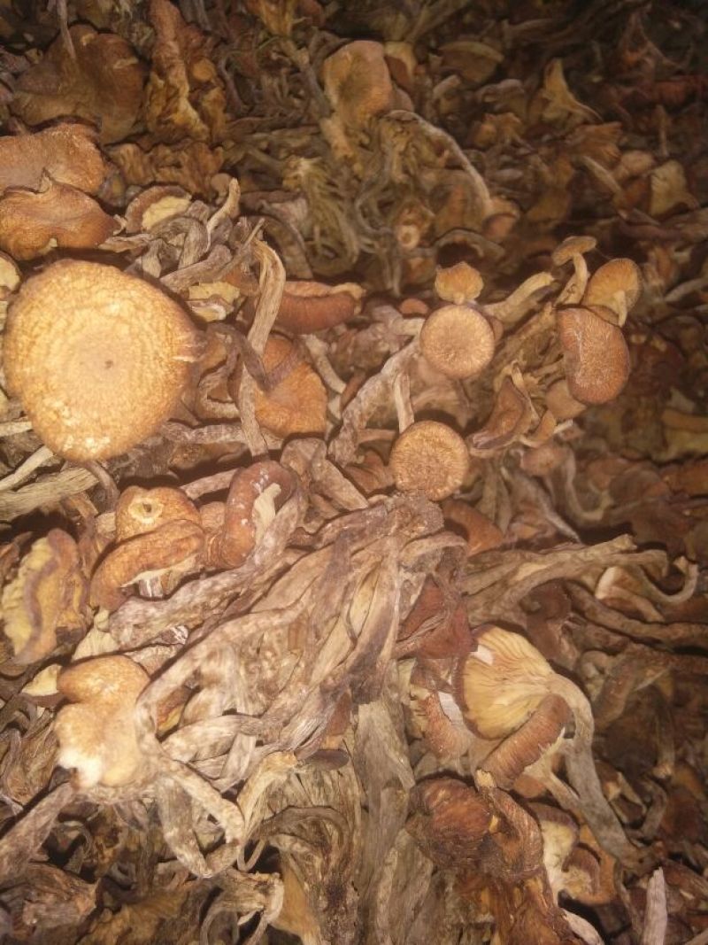 襄阳山上拣的茶树菇10cm野生的一包70斤包邮