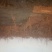 冬枣树6~8cm4~6cm