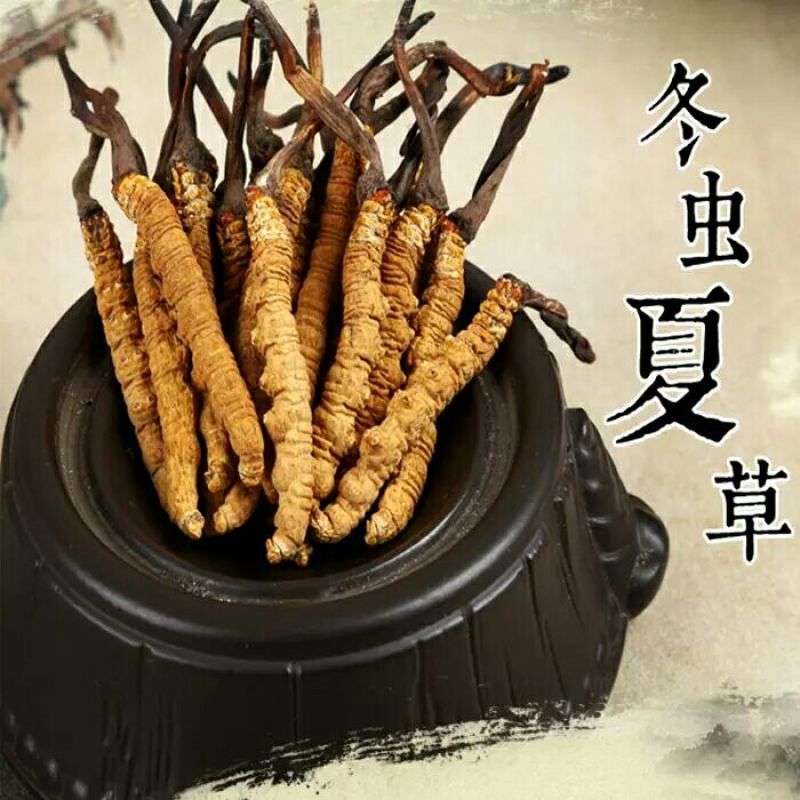 冬虫夏草盒装
