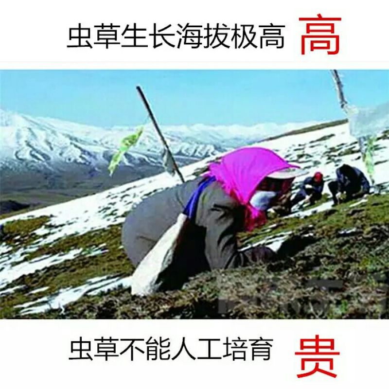 冬虫夏草盒装