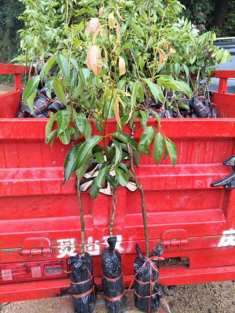 白糖罂果苗30~50cm