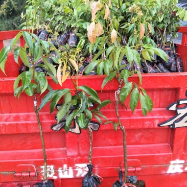 白糖罂果苗30~50cm