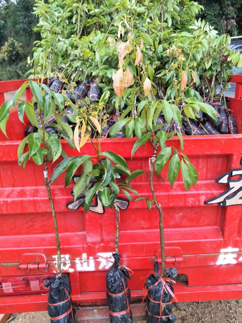 白糖罂果苗30~50cm