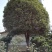 桂花树18~20cm4米以上3米以上