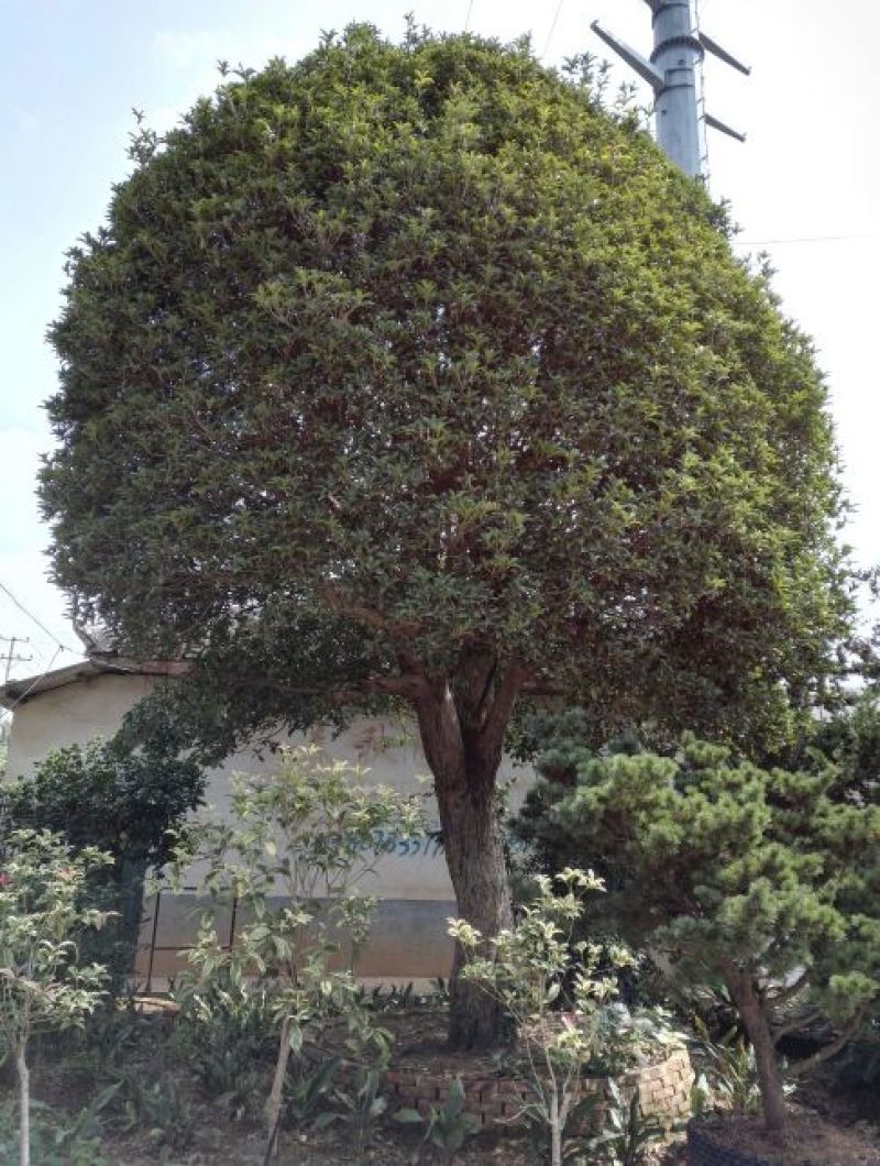 桂花树18~20cm4米以上3米以上