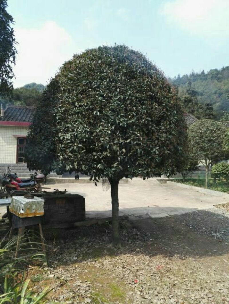 桂花树18~20cm4米以上3米以上