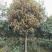 桂花树18~20cm4米以上3米以上