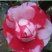 桂花树18~20cm4米以上3米以上