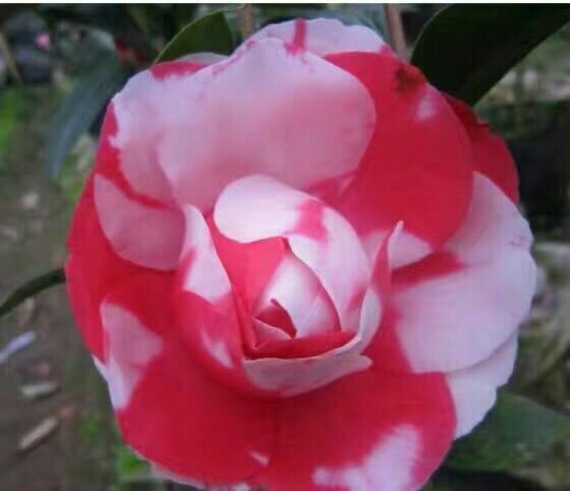 桂花树18~20cm4米以上3米以上