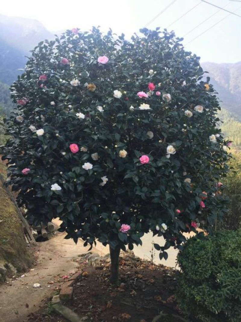 桂花树18~20cm4米以上3米以上