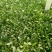 菠菜20~25厘米