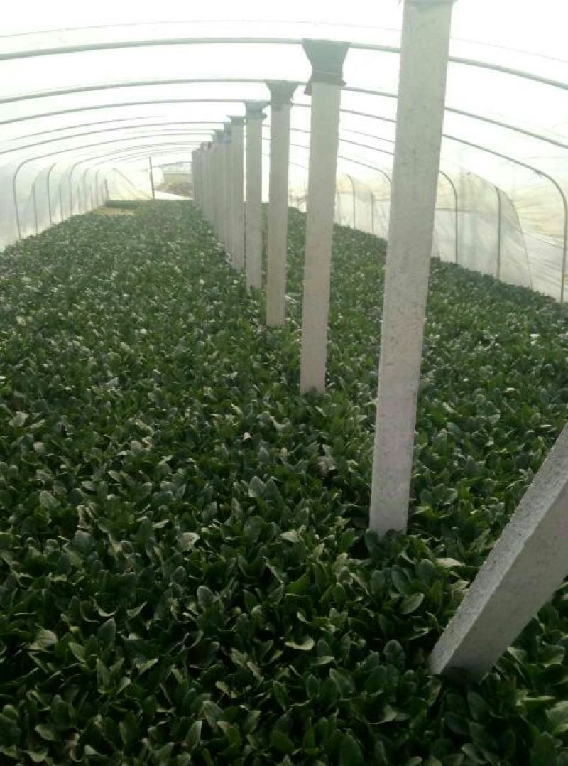 菠菜20~25厘米