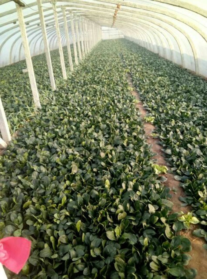 菠菜20~25厘米
