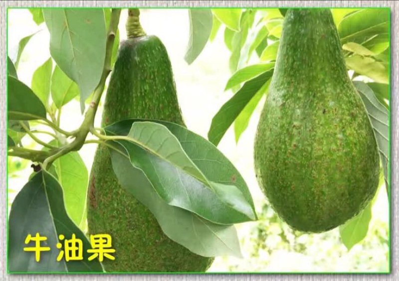 牛油果苗哈斯