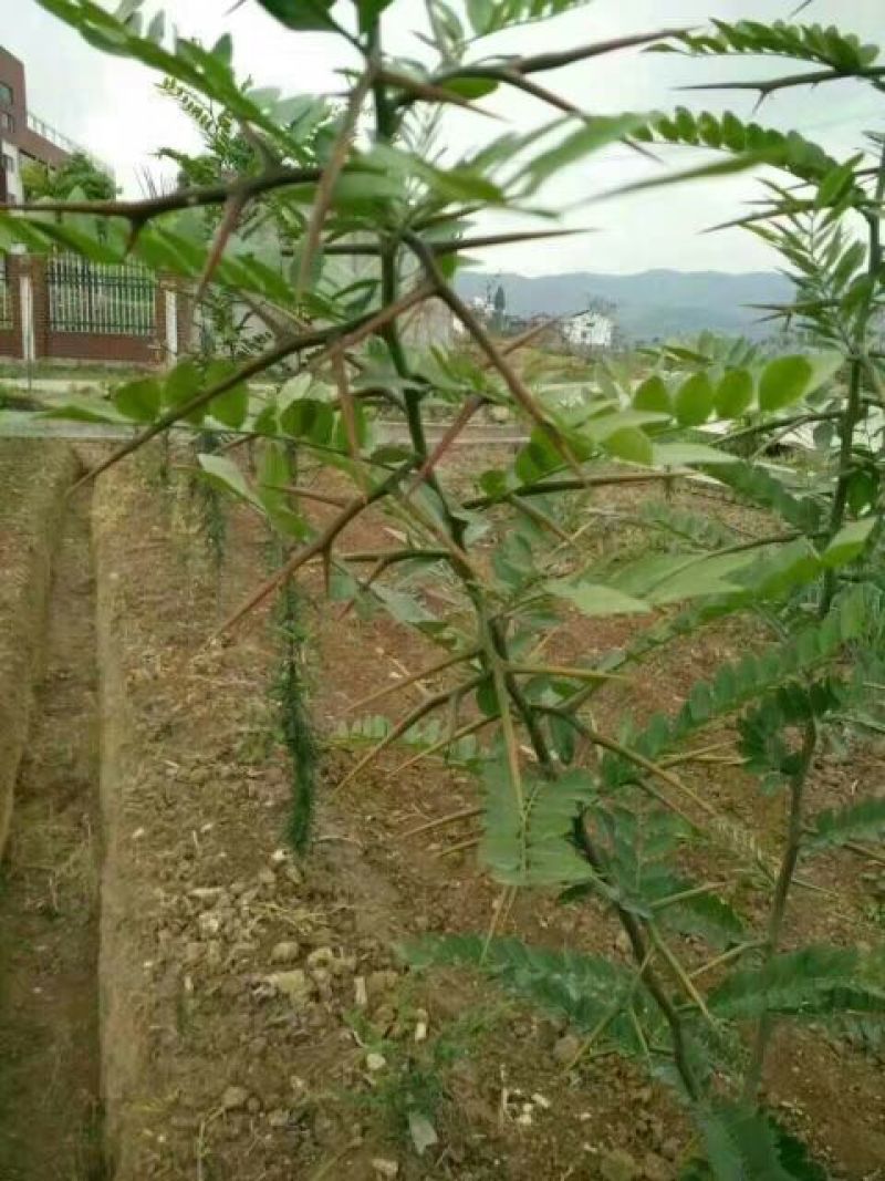 皂刺苗