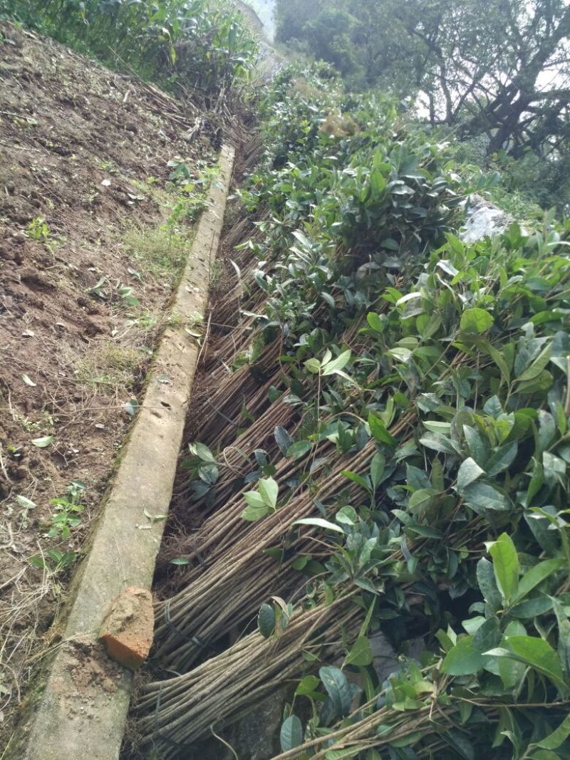金桂花树苗金桂小苗桂花树苗