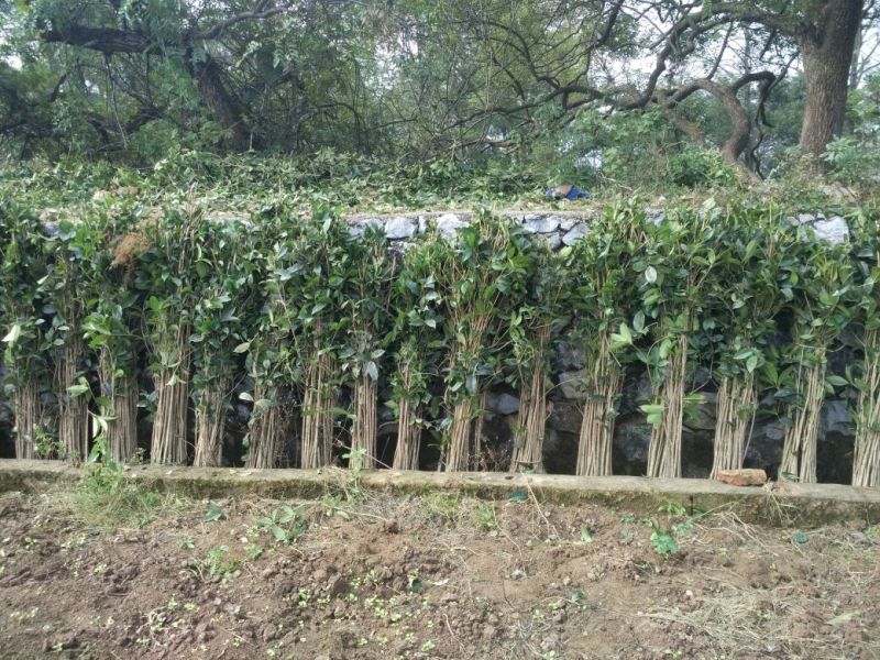 金桂花树苗金桂小苗桂花树苗