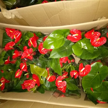 红掌3-5个花高35-40左右