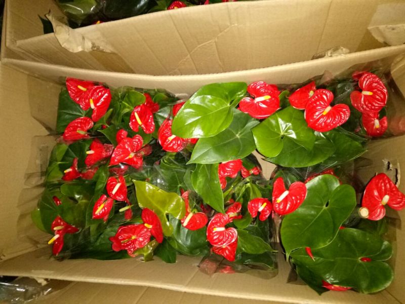 红掌3-5个花高35-40左右
