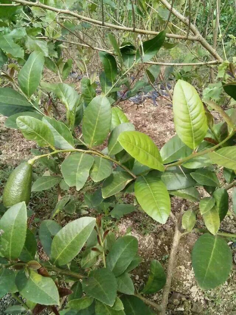 香水柠檬树苗30~50cm