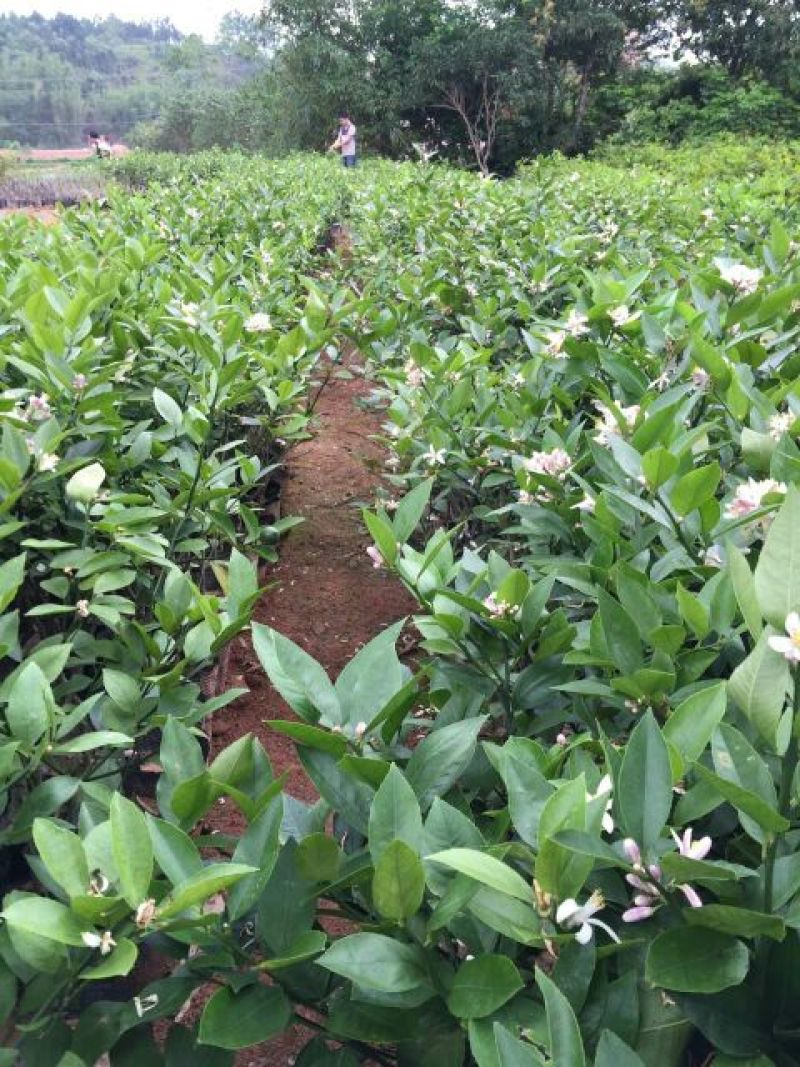 香水柠檬树苗30~50cm