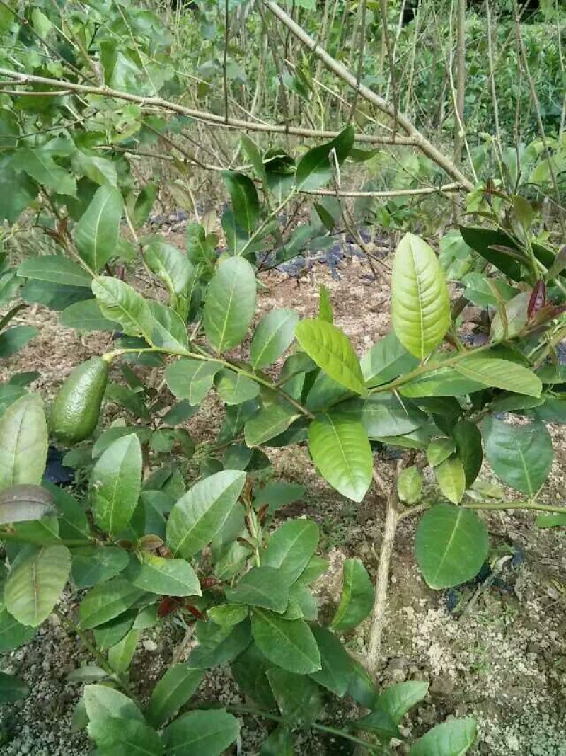 香水柠檬树苗30~50cm