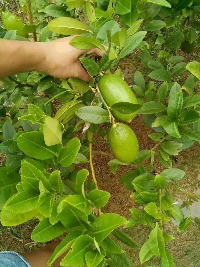 香水柠檬树苗30~50cm