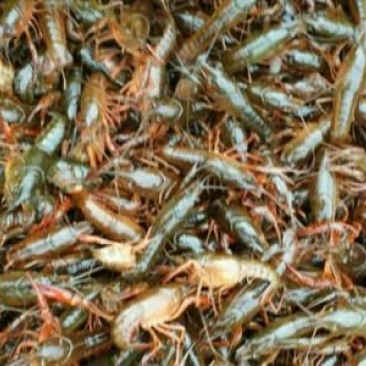 克氏原螯虾种苗2~4钱活虾小龙虾主养
