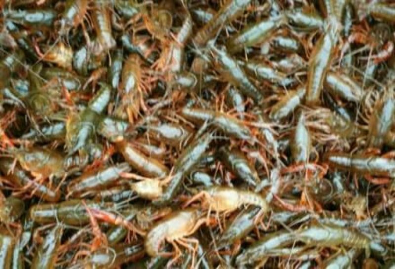 克氏原螯虾种苗2~4钱活虾小龙虾主养