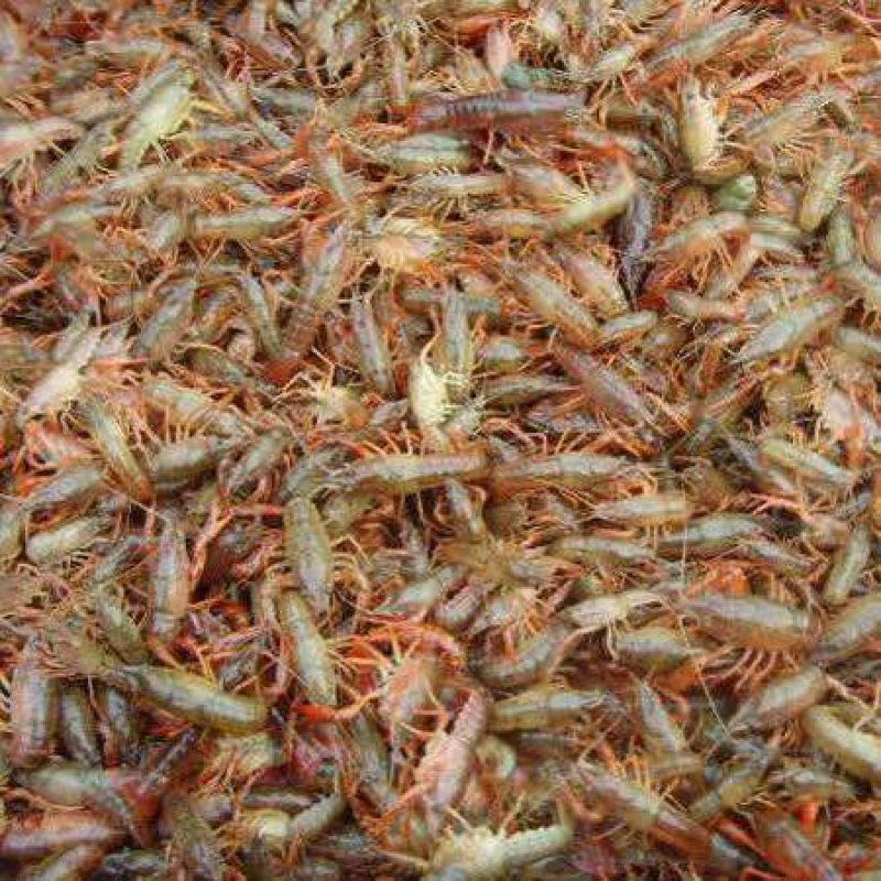 克氏原螯虾种苗2~4钱活虾小龙虾主养