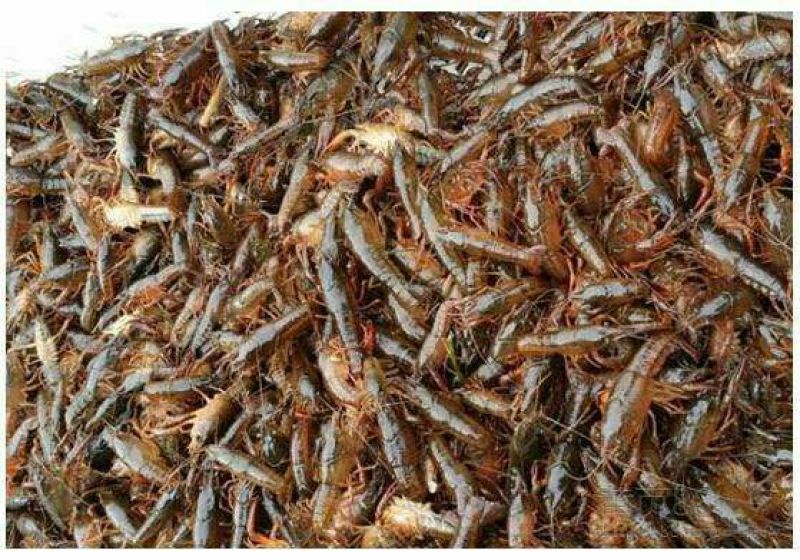 克氏原螯虾种苗2~4钱活虾小龙虾主养