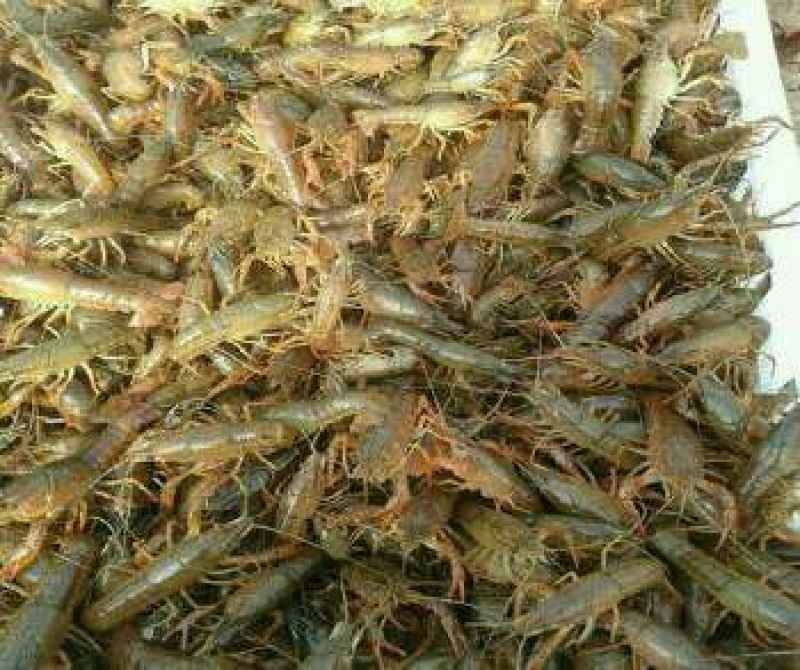 克氏原螯虾种苗2~4钱活虾小龙虾主养
