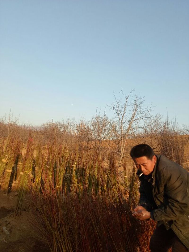 黄桃树苗50~60cm