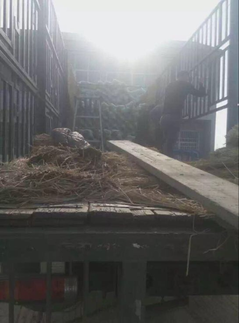 绿甘蓝